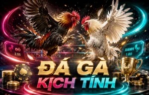 Trận live đá gà 1